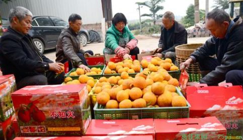 不知火丑橘酿成柑橘酒，解决当地多年丑橘滞销题目